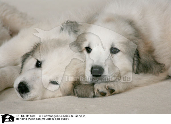 standing Pyrenean mountain dog puppy / SG-01159