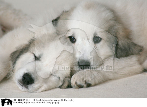 Pyrenenberghund Welpe / standing Pyrenean mountain dog puppy / SG-01161