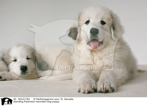 standing Pyrenean mountain dog puppy / SG-01162
