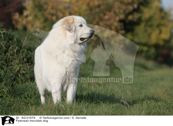 Pyrenenberghund auf Wiese / Pyrenean mountain dog / SG-01679