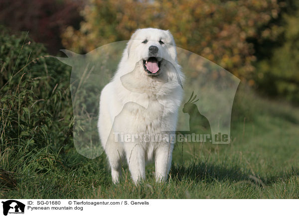 Pyrenenberghund auf Wiese / Pyrenean mountain dog / SG-01680