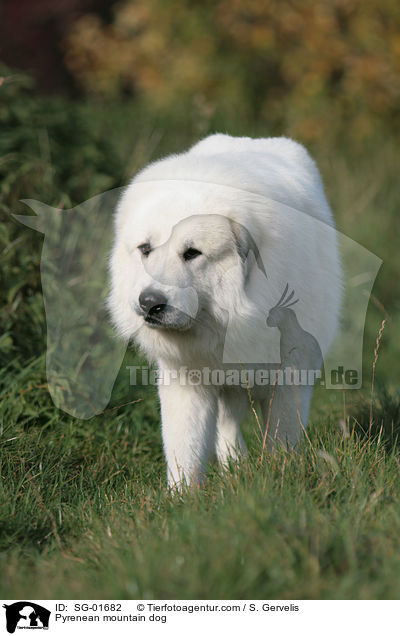 Pyrenenberghund / Pyrenean mountain dog / SG-01682