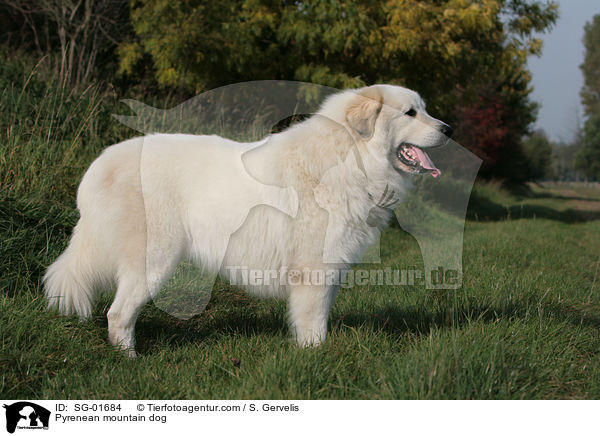 Pyrenenberghund auf Wiese / Pyrenean mountain dog / SG-01684