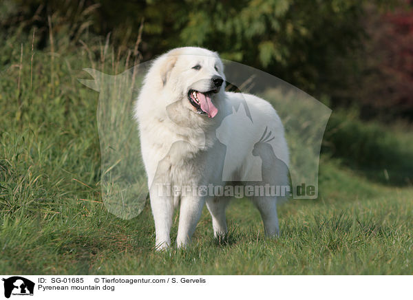 Pyrenenberghund auf Wiese / Pyrenean mountain dog / SG-01685