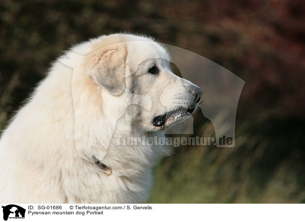 Pyrenenberghund Portrait / Pyrenean mountain dog Portrait / SG-01686