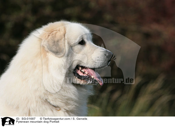 Pyrenenberghund Portrait / Pyrenean mountain dog Portrait / SG-01687