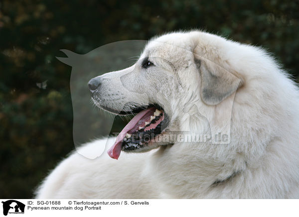 Pyrenean mountain dog Portrait / SG-01688