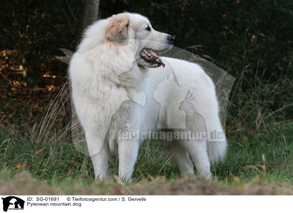 Pyrenenberghund auf Wiese / Pyrenean mountain dog / SG-01691