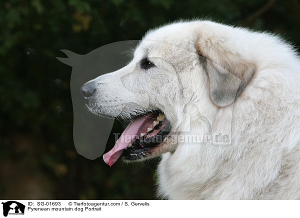 Pyrenenberghund Portrait / Pyrenean mountain dog Portrait / SG-01693