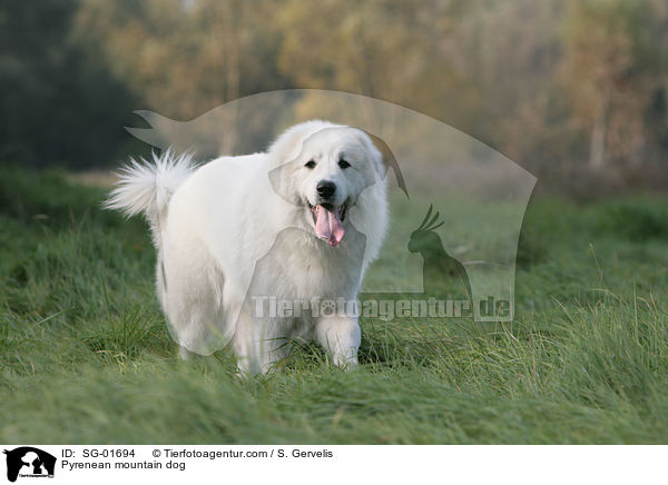 Pyrenenberghund auf Wiese / Pyrenean mountain dog / SG-01694