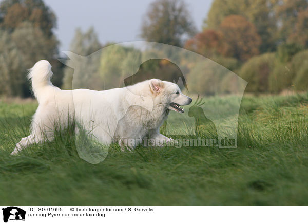 rennender Pyrenenberghund / running Pyrenean mountain dog / SG-01695