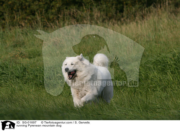 rennender Pyrenenberghund / running Pyrenean mountain dog / SG-01697
