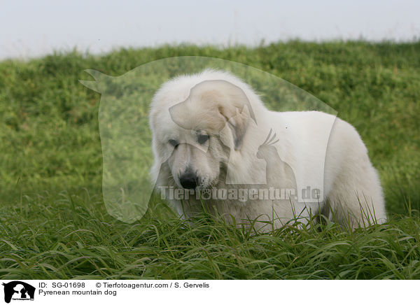 Pyrenenberghund / Pyrenean mountain dog / SG-01698