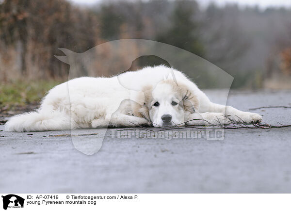 junger Pyrenenberghund / young Pyrenean mountain dog / AP-07419