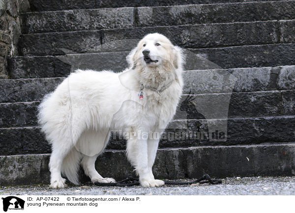 junger Pyrenenberghund / young Pyrenean mountain dog / AP-07422