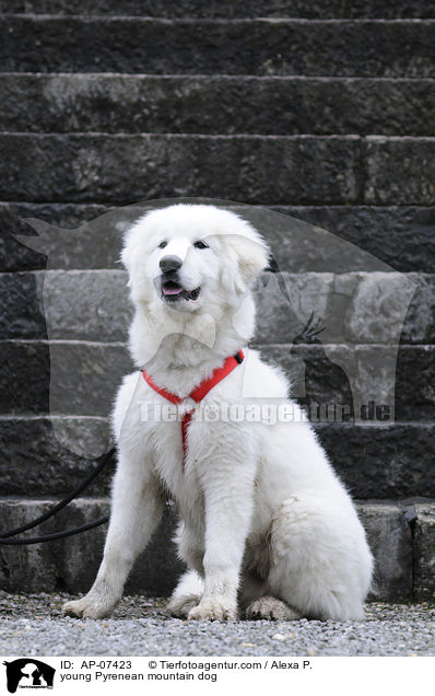 junger Pyrenenberghund / young Pyrenean mountain dog / AP-07423