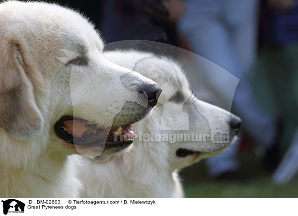 Pyrenenberghunde / Great Pyrenees dogs / BM-02603