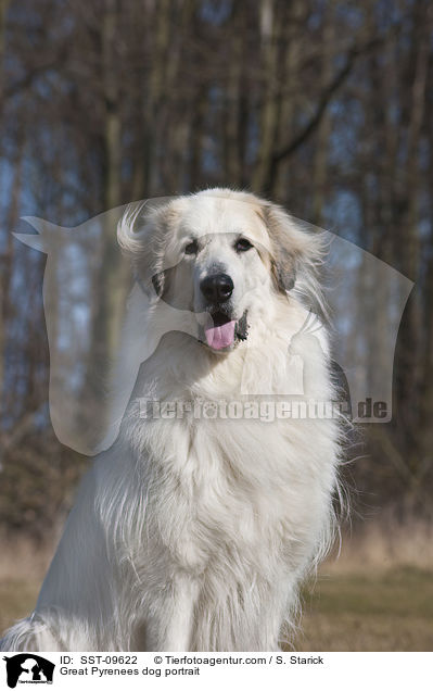 Pyrenenberghund Portrait / Great Pyrenees dog portrait / SST-09622