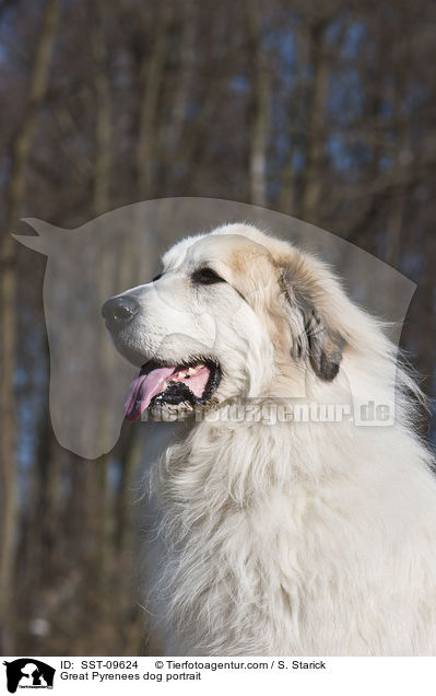 Pyrenenberghund Portrait / Great Pyrenees dog portrait / SST-09624