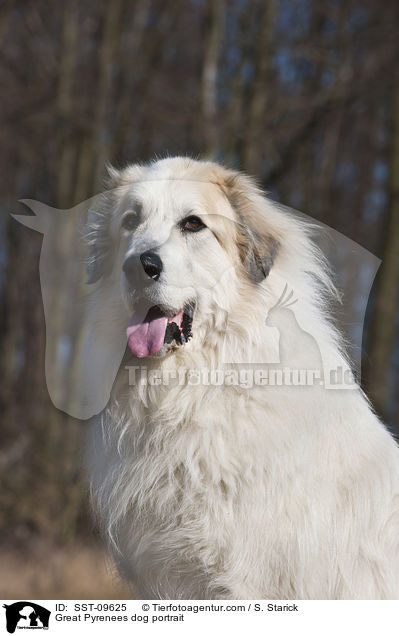 Pyrenenberghund Portrait / Great Pyrenees dog portrait / SST-09625