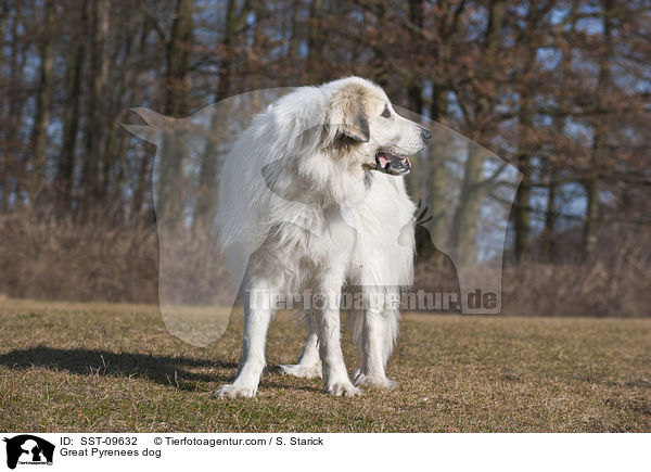 Pyrenenberghund / Great Pyrenees dog / SST-09632