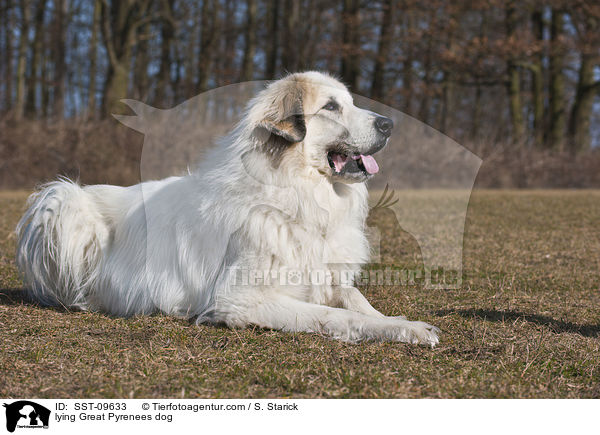 liegender Pyrenenberghund / lying Great Pyrenees dog / SST-09633