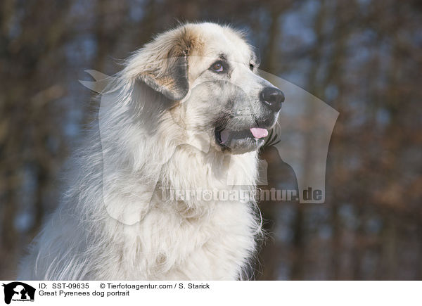 Pyrenenberghund Portrait / Great Pyrenees dog portrait / SST-09635