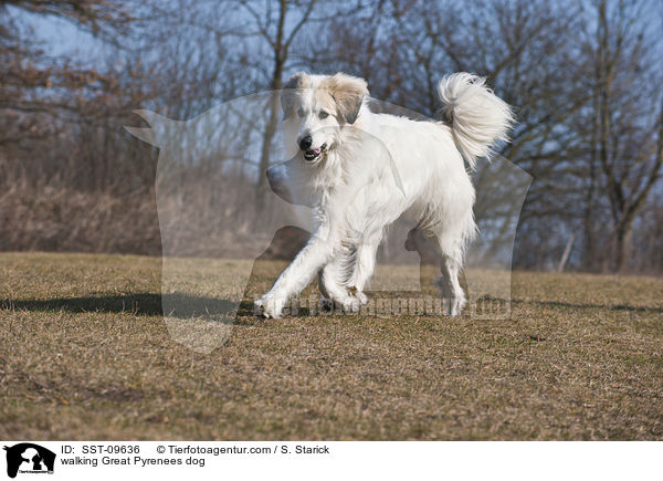 laufender Pyrenenberghund / walking Great Pyrenees dog / SST-09636