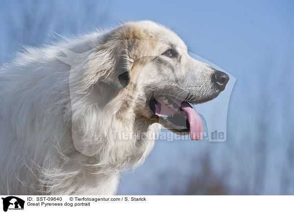 Pyrenenberghund Portrait / Great Pyrenees dog portrait / SST-09640