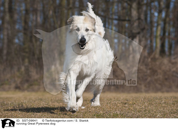 rennender Pyrenenberghund / running Great Pyrenees dog / SST-09641