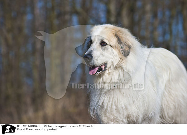 Pyrenenberghund Portrait / Great Pyrenees dog portrait / SST-09645
