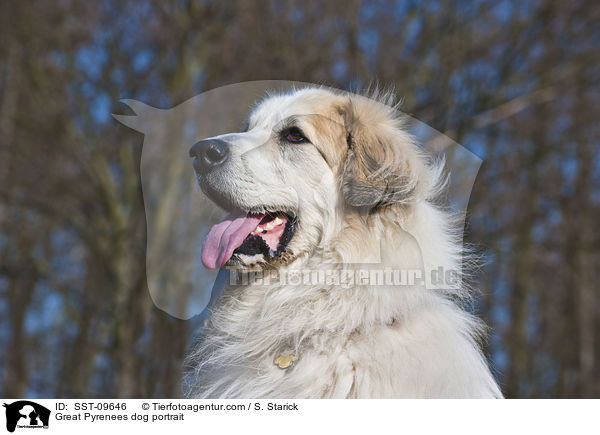 Pyrenenberghund Portrait / Great Pyrenees dog portrait / SST-09646