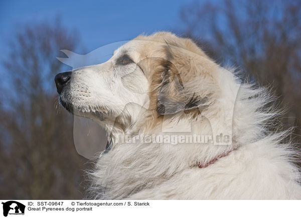 Pyrenenberghund Portrait / Great Pyrenees dog portrait / SST-09647