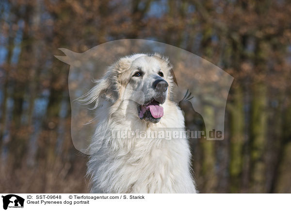 Pyrenenberghund Portrait / Great Pyrenees dog portrait / SST-09648