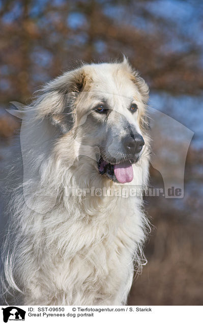Pyrenenberghund Portrait / Great Pyrenees dog portrait / SST-09650