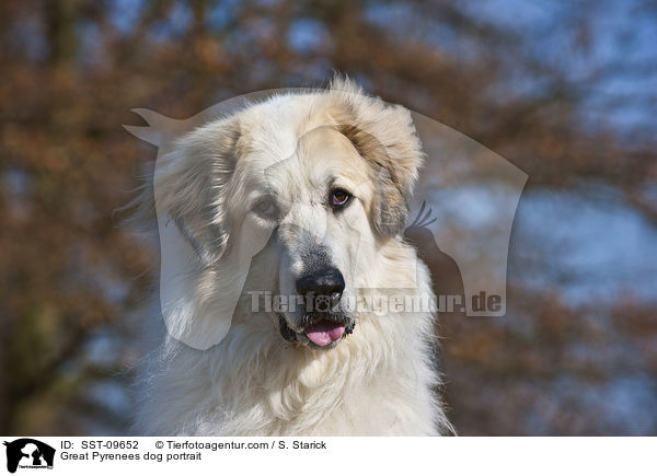 Pyrenenberghund Portrait / Great Pyrenees dog portrait / SST-09652