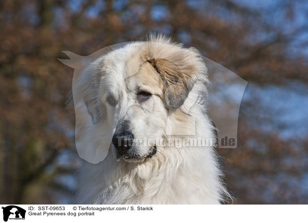Pyrenenberghund Portrait / Great Pyrenees dog portrait / SST-09653