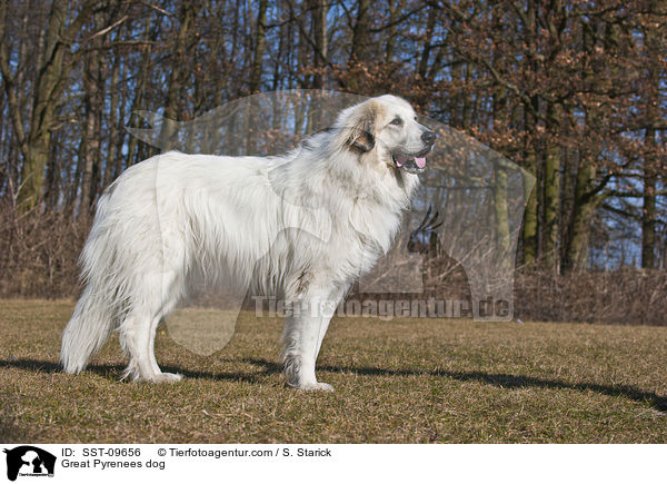 Pyrenenberghund / Great Pyrenees dog / SST-09656