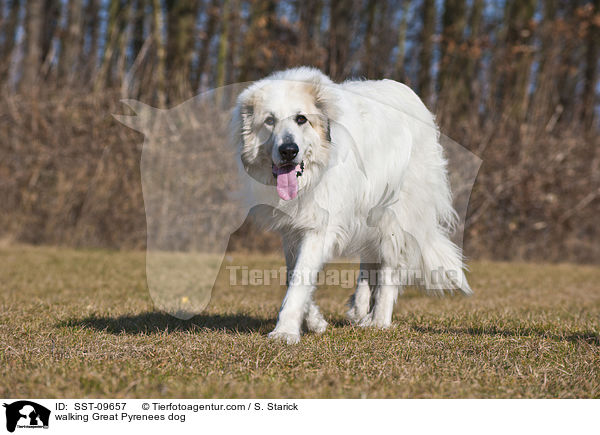 laufender Pyrenenberghund / walking Great Pyrenees dog / SST-09657