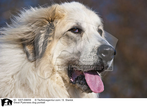 Pyrenenberghund Portrait / Great Pyrenees dog portrait / SST-09659
