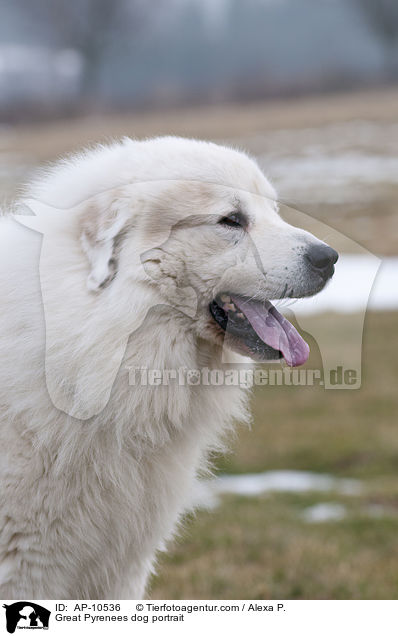 Pyrenenberghund Portrait / Great Pyrenees dog portrait / AP-10536