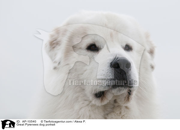 Great Pyrenees dog portrait / AP-10540
