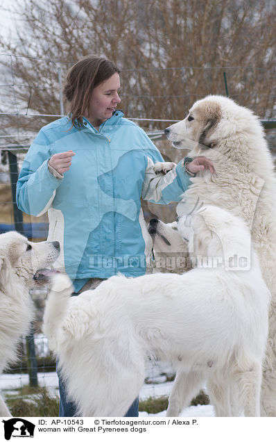 Frau mit Pyrenenberghunden / woman with Great Pyrenees dogs / AP-10543