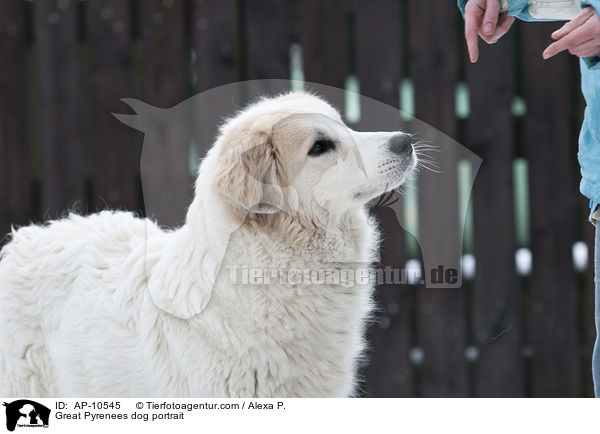 Pyrenenberghund Portrait / Great Pyrenees dog portrait / AP-10545