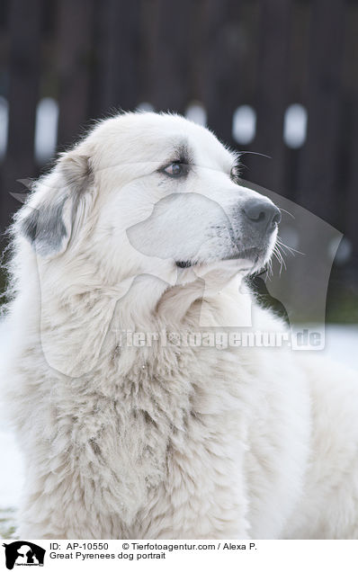 Pyrenenberghund Portrait / Great Pyrenees dog portrait / AP-10550
