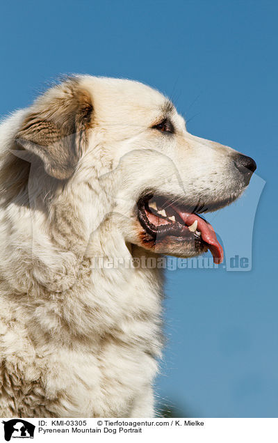 Pyrenenberghund Portrait / Pyrenean Mountain Dog Portrait / KMI-03305