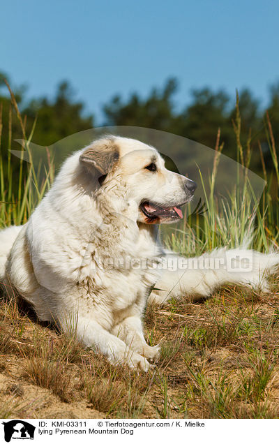liegender Pyrenenberghund / lying Pyrenean Mountain Dog / KMI-03311