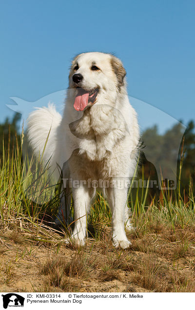 Pyrenenberghund / Pyrenean Mountain Dog / KMI-03314