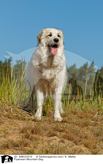 Pyrenenberghund / Pyrenean Mountain Dog / KMI-03315