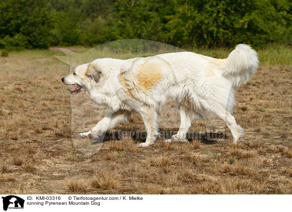 rennender Pyrenenberghund / running Pyrenean Mountain Dog / KMI-03316